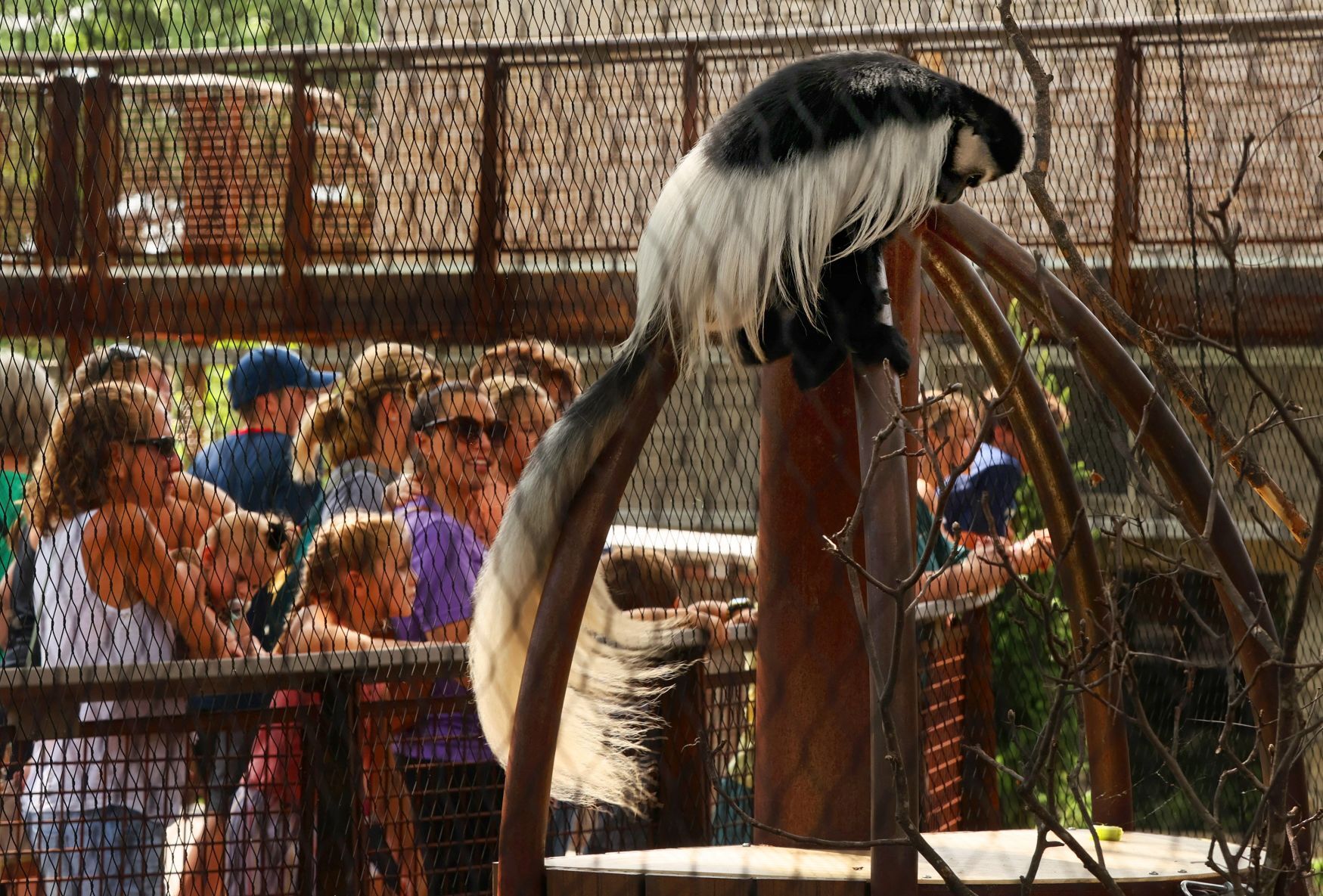 Primate playground opens at St. Louis Zoo